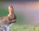 使い兎をお送りして見守り願いを叶えます 見えない兎が危険察知や願いを叶えるお手伝いをいたします イメージ1