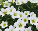 印象に残る季節の草花の写真を提供します 自然の色とりどりの草花で、より鮮やかな日常にします イメージ3