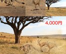 写真の加工作業致します 合成、除去などクオリティはお任せください！ イメージ4