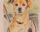 温もり色鉛筆のペット似顔絵、描きます 写真以上の"ぬくもり"を色鉛筆でふんわりリアルに イメージ5