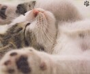 あなたとペットの笑顔のために癒しをお届け致します 愛するペットとの絆を深め、心と心を繋ぎ愛を育むヒーリング イメージ2