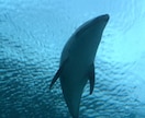 水族館で働きたい人！就職のコツ教えます イルカのトレーニング方法の秘密も、教えちゃうよ！ イメージ5