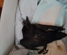 保護猫✽犬の疑問☘️質問聞きます わかってあげたい理解したいその時をお手伝いさせてもらいますね イメージ4