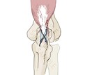 論文等に必要な科学・医療イラストを作成します 生物学・医学分野のバックグラウンドがあるイラストレーターです イメージ1