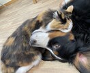 愛犬に関する記事を執筆します 愛犬との快適な暮らしを実現したい方へ。 イメージ2