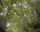 占い好きの現役キャバ嬢が、お悩みききます お悩み解決に向けてカードを引かせていただきますっ☺️ イメージ1