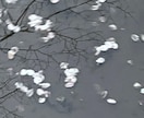 海や空、花など主に自然を対象とした写真を提供します 鮮明でイキイキとした風景を、静かで朧げな写真で残します！ イメージ2