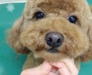 現役トリマーお悩み相談のります トリマーやってます！相談などお待ちしてます！ イメージ1