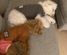 あなたのお話とことん聞きます 24歳だけど人生経験割と豊富、なんでも聞きます イメージ1