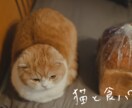 猫を使った商品撮影行います あなたの商品や売り出したいものを猫を使って撮影しませんか イメージ1