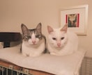 エソテリックヒーリングをします ペットと飼い主様をペアで遠隔ヒーリング イメージ2