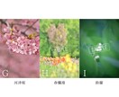 SNSに使える高品質な写真の素材提供します カメラ歴7年の私が撮影したお花や猫の イメージ4