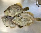 釣りに関するお話、お悩みお聞きします 【最長15日】実体験を基にお答えします！ イメージ4