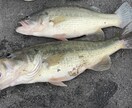 バス釣りをしている人へ、釣果の上げ方教えます バス釣りをひたすら続けてきたのでノウハウを全て伝えたいです。 イメージ1
