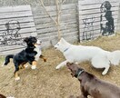 愛犬に関する記事を執筆します 愛犬との快適な暮らしを実現したい方へ。 イメージ3