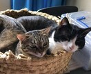 恋愛、鬱、キャリア、なんでも落ち着いて相談承ります タイトル通り。なんでも人生についてのお悩みを聞きます。 イメージ3