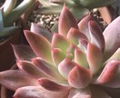 多肉植物のトラブル解決します 病気、増やし方etc…園芸店では聞けないあれこれ教えます イメージ1