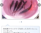 東京湾、横浜、護岸、海釣り公園　秘密釣り方教えます なんでこんなに釣れるの？GOGOフッシング イメージ6