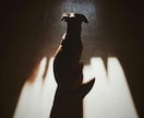ペット霊視｜あなたの大事な家族の想いを視ます あの子が伝えたい言葉、伝えられなかった思い イメージ2