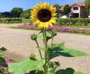 気になるお相手との相性！生年月日でわかります 木火土金水という自然界の属性に、我々人間も該当しています。 イメージ9