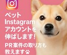 ペットインフルエンサーになりませんか？相談乗ります Instagramで案件の獲得法など！丁寧に診断＆アドバイス イメージ1