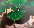 貴方様のお悩みに寄り添います どんなに長いトンネルでも出口があり輝く光がみえてきます✨ イメージ1