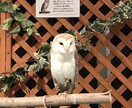 精神科ナースがメールでカウンセリング致します 貴方を前向きな強いメンタルにするお手伝いとなれば幸いです。 イメージ3