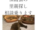 保護猫の里親探しをサポートします 動物看護師が丁寧にアドバイスします イメージ1
