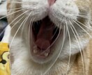 あなたとペットのキズナ深めます 大事な家族のご飯について考えませんか？ イメージ3