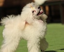 犬のお手入れ・飼い方の相談にのります トリマー歴6年が飼い主さんの不安に寄り添います イメージ1