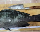 ふかせ釣り初めての方教えます ！何から準備したらいいか分からない、やるなら楽しみたい方向け イメージ7