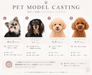 ペットモデルと商品を魅力的におしゃれに撮影します 商品に合うペットモデルを手配し、自然な写真に仕上げます。 イメージ5
