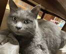 今日もお疲れ様。貴方の愚痴や相談何でも聞きます どんな話でも無理せず貴方のペースで大丈夫。 イメージ1