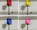 写真レタッチ・画像加工承ります 色補正/不用物除去/美肌レタッチ/合成デザイン イメージ2