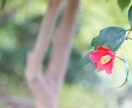 ブログ、SNS用のお花の写真の画像を提供します お花の写真をプラスすることで見る人の心を癒します イメージ3