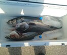 伊勢湾・御前崎・焼津での遊漁船釣り、教えます 遊漁船釣りを始めたい方をサポートします イメージ4