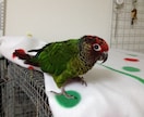 小動物を初めて飼う方、プロが一から教えます プロのペットショップ店員が小動物の飼育をサポート致します イメージ6
