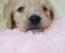 愛犬のこころの落ち着きや穏やかさをサポートします 愛犬の性格や生活環境に合わせてフラワーエッセンスを選びます イメージ1