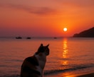 写真で作る優しいＰＲ動画を作成します 写真だけで、心に届くやさしいPR動画を制作します。 イメージ5