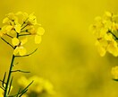 心の悩みを一緒に分析し、解決へ導きます モヤモヤ/劣等感/孤独/不眠/自己肯定感/不安/受け止めます イメージ4