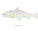 釣った渓流魚を透明感のある水彩で描きます 川ごとに違う色と模様を、水に溶ける色鉛筆で一枚に イメージ10
