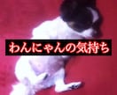 わんにゃんに謝りたい　聞きたい事伝えたい事承ります 保護犬猫と暮らす霊視占い師が、わんにゃんと魂のセッション イメージ3