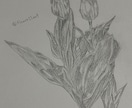 鉛筆でご依頼されたお花の絵を描きます 素人の模写作品です。本気で描かせていただきます。 イメージ5