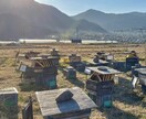養蜂に挑戦したい！！西洋蜜蜂☆自然養蜂教えます 養蜂の始め方、副業にしたい方、蜜蜂や蜂蜜が好きな方☆ イメージ6