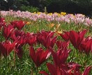 遠隔レイキ/心と体のバランス整えます レイキヒーリングで波動を整えることにより自分の中心に戻します イメージ2