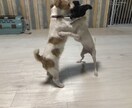 ワンちゃんのお悩み相談受けます ワンちゃんとのスキマ埋めます！ イメージ2