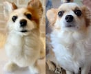 うちの子ワンちゃんお作りします 羊毛フェルトオーダーで愛犬をずっとそばに イメージ5