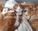 ちょっとだけ聞いて欲しい。話したい。聞きます 元気が無い時は無言でも大丈夫。同じ時間を過ごしましょう。 イメージ3