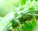 植物の感動写真をまごころで撮影してあなたに贈ります その瞬間携帯のカメラで植物可愛い表情をあなたに贈ります イメージ6