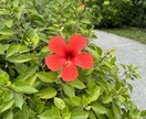 沖縄移住・リゾバ・観光の相談のります 石垣島・沖縄本島に移住歴のある元看護師が相談に乗ります！ イメージ1